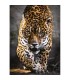 Puzzle Clementoni Collection 1000 pz. Walk of The Jaguar