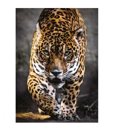 Puzzle Clementoni Collection 1000 pz. Walk of The Jaguar