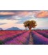 Puzzle Ravensburger 70x50 cm. 1000 pz. Campi di Lavanda